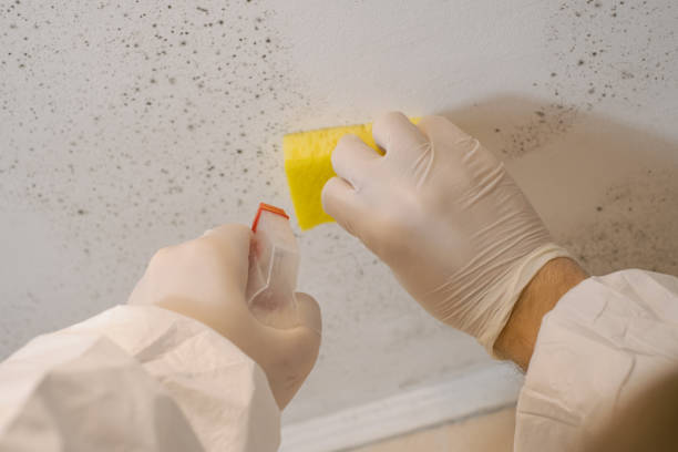 Best Mold Remediation for Healthcare Facilities  in Catawba, SC