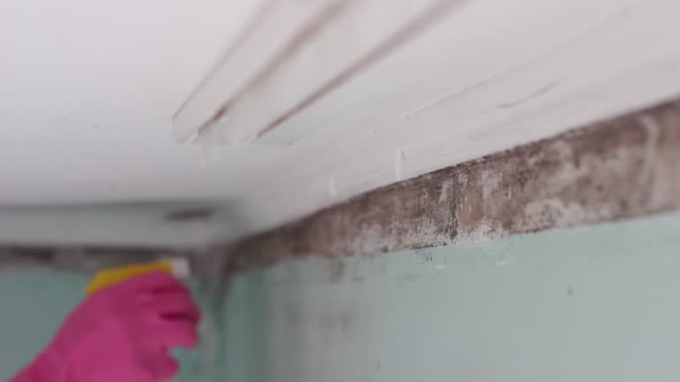 Mold Remediation for Vacation Homes in Catawba, SC